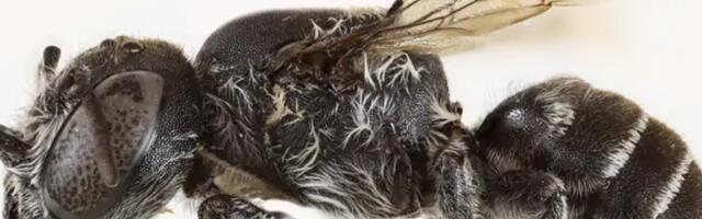 Austraalias leiti sarvedega mesilane, kellele pandi nimeks Lucifer