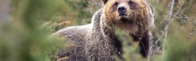 Itaalia külade lähedal elavad karud on arenenud väiksemaks ja malbemaks