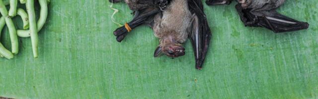 Uus Covid? Indias levib surmav viirus, mis nahkhiirtelt inimestele levis