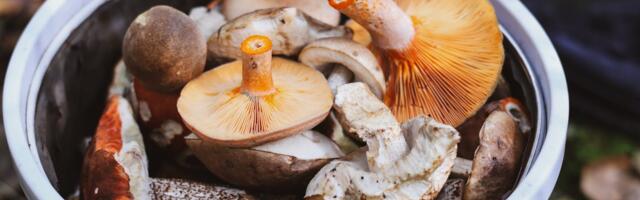 Politsei läks appi Valgamaal metsa eksinud seenelistele