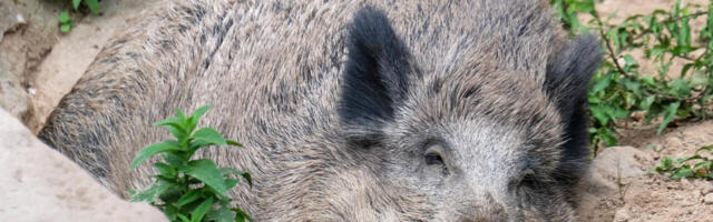 VALIMISHOIATUS: valimisliit ehk siga lambanahas