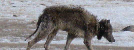 Elva vald annab teada, et vallas liigub ringi kärntõves hunt