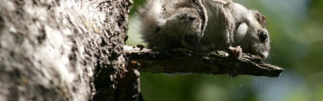 Aastaga on leitud 14 uut lendorava asupaika