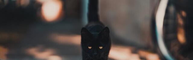 Волонтеры: в последнее время растет интерес к черным и черно-белым котам