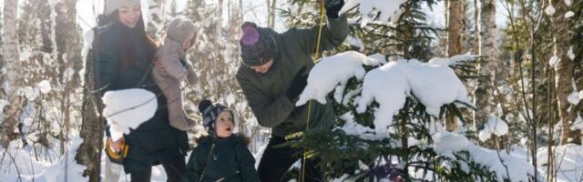 Riigimetsast võib tuua jõulupuu sealt, kus sel puudub võimalus suureks kasvada