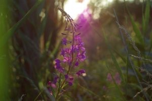 Eesti ravimtaimedest