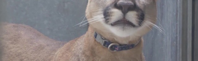 Reporter: NY korteris peetud puuma sirgus pererahva jaoks liialt suureks