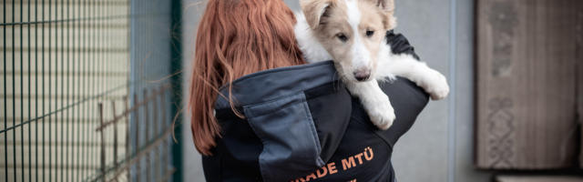 KUTSIKAVABRIKUTELE TULEB PANNA LÕPP! 25 päästetud koera ootavad varjupaigas abi