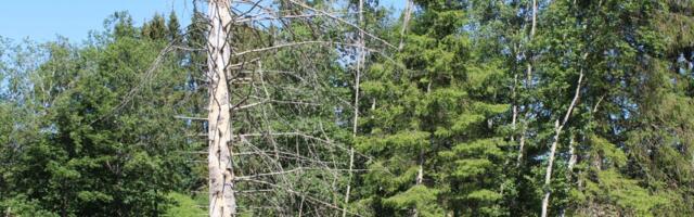 Omanik saab ise otsustada, kellega oma metsa kohta infot jagab