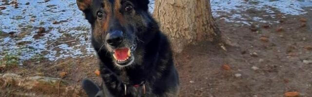 Politseikoer Toran leidis Järvamaal kadunud poisi