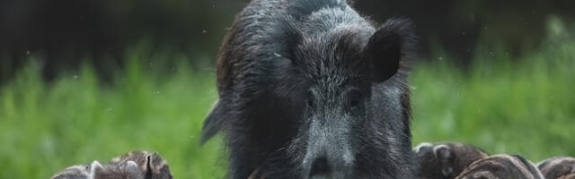 Mida toob kaasa öösihiku kasutuselevõtt?