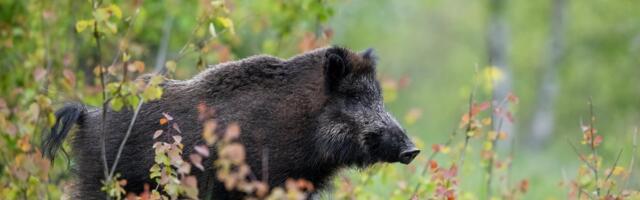 Vaibumise märke pole: metssigade hulgas levib Aafrika seakatk jõudsalt