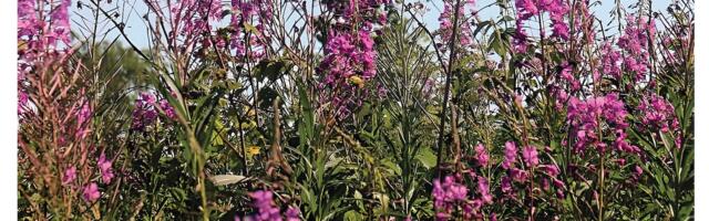 Fotonäitus KAIK! küsib hõimupäeval, kas Eesti keel ja kultuur on hoitud?