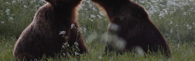 ARVUSTUS | „Kriimsilm, karuott ja rebane. Märkmeid metsast“. Kui mets dikteerib tempo