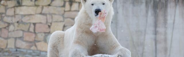 Teemakuu “Lumevalge loomariik” viib krõbeda pakasega kohastunud loomade põnevasse maailma