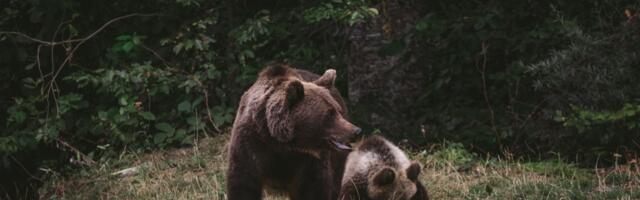 EJS: Eesti on karumaa