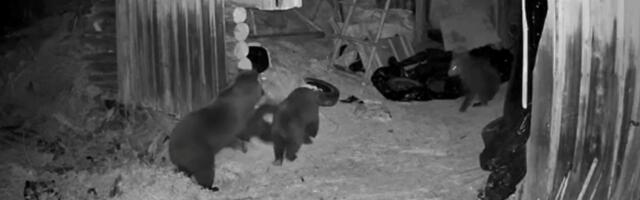 VIDEO | Öine üllatus: karupere tuuseldas Jõgevamaa talu kuuris