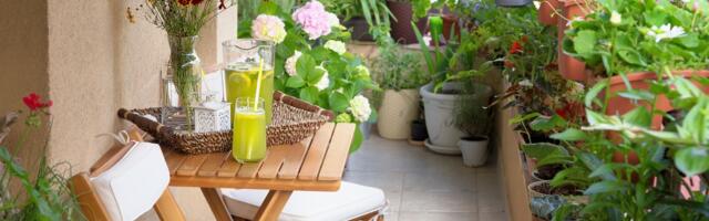 Raskošnija od lavande, obožava sunce i cveta mesecima: Biljka koja svakoj terasi daje dozu elegancije