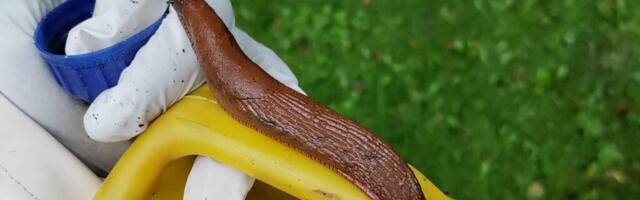 LÕPUTU VÕITLUS | Hispaania teod ei anna Kärdlas kergelt alla