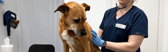 Aru­kü­la loo­mak­lii­ni­kul täitus esimene tegutsemisaasta