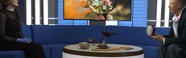 Muuseum otsib näitusele kapsaks loetud raamatut, mügrit ja vapsiku pesa