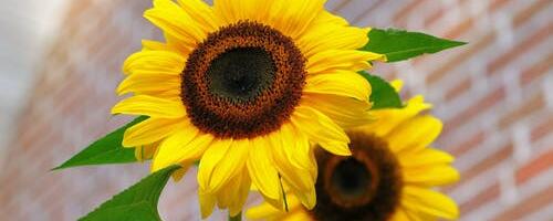 Läänerannas oodatakse ettepanekuid tunnustamiseks