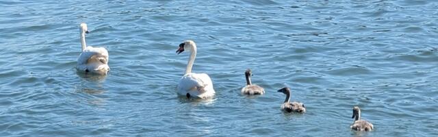 FOTOD | Haaberstis päästeti aia vahele kinni jäänud luiged