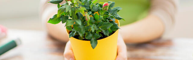 Erisoodustuse kajastamine raamatupidamises: samm-sammuline juhend läbi näite