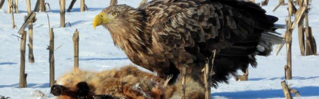 Kirblas jäi pildile merikotkas