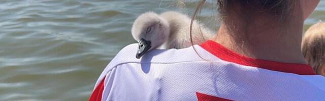 Juunis oli Eesti randades ligi viis tuhat avaliku korra rikkumist