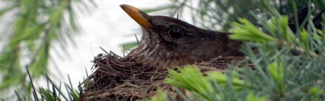 Erametsaliit: ornitoloogid väänavad andmeid, et mõjutada Riigikohtu arvamust