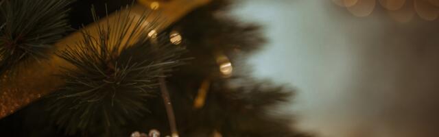 Sisekujundaja annab nõu: kuidas valida enda kodu jaoks õige kuusk?