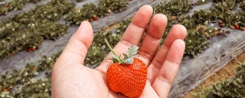 Erakorralise toetuse taotluse esitas 554 põllumajandustoodete esmatootmisega tegelevat ettevõtjat