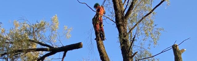 Väsinud puude raiumine on ohtlik nii hoonetele kui langetajale: „Kui kartma hakkad, pole mõtet seda tööd teha“