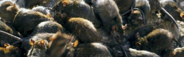 VIDEOD | AK-47 suurused rotid? Ukraina ja Vene sõdurid võitlevad kaevikutesse elama asunud närilistega