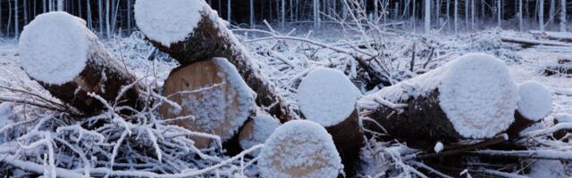 Rootsi metsatööstus valmistub pikaks talveks