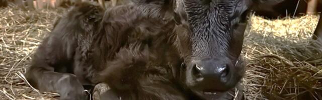 FOTOD JA VIDEO | Setomaa Muuseumid tervitasid uut vasikat: ta muutus kohe meie kõigi lemmikuks