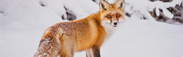 Ministeerium soosib lindude kaitseks väikekiskjate jahti