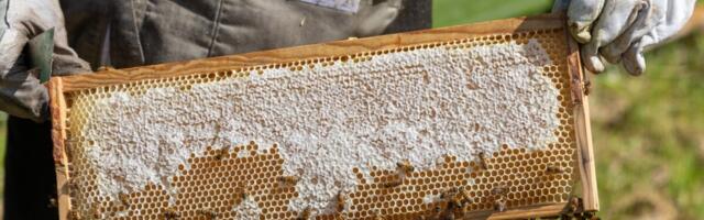 PRIA maksab keskkonnatoetustena välja üle 84 miljoni euro