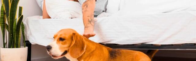 Inimesed, kes keelduvad lemmikloomadest oma voodisse lubamast, jagavad sageli neid 11 erinevat isiksuseomadust