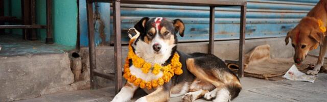 Vananeva rahvastikuga Jaapanis võtavad koerad ja kassid endale laste koha ja laste püha