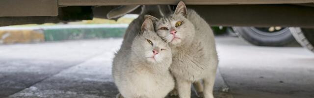 Järvamaal vajas päästjate abi tiine kass