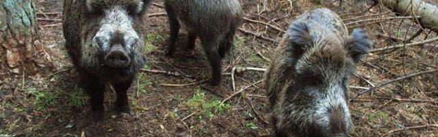 Jahimeeste ja riigi koostöö andis tulemuse — metssigade küttimine kasvas kaks korda