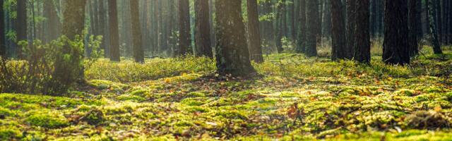 Erametsaliit hoiatab skeemitamise eest metsatehingutes