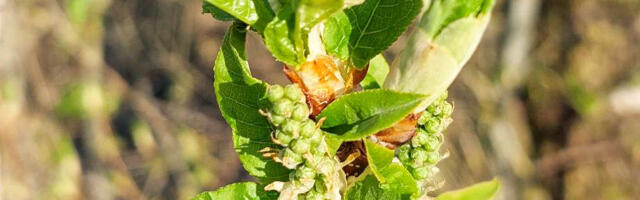 Ilm 25.– 28. aprill: läheb jahedamaks