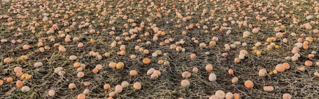 FOTOD JA VIDEO | Halloween saabus varakult! Järvamaal püüab pilku tohutu kõrvitsapõld