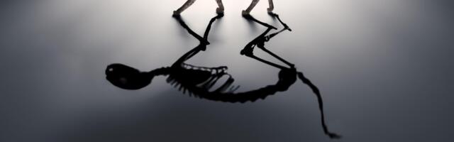 Fakt teadust päevas: mis on Schrödingeri kass?