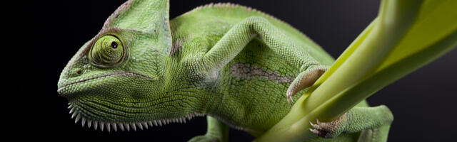 KOLUMN ⟩ Roland Tõnisson: kameeleon Euroopa maskotina