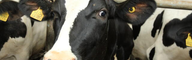 Piimatöötleja pankrot mõjutab ka Läänemaa põllumehi