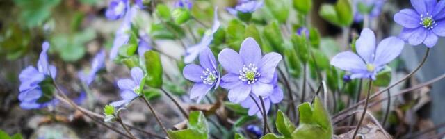 Streigi asemel heategevusüritus?